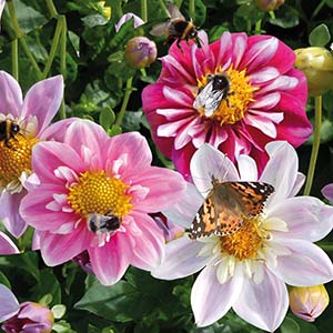 Dahlia, Nectar, Lovely Match